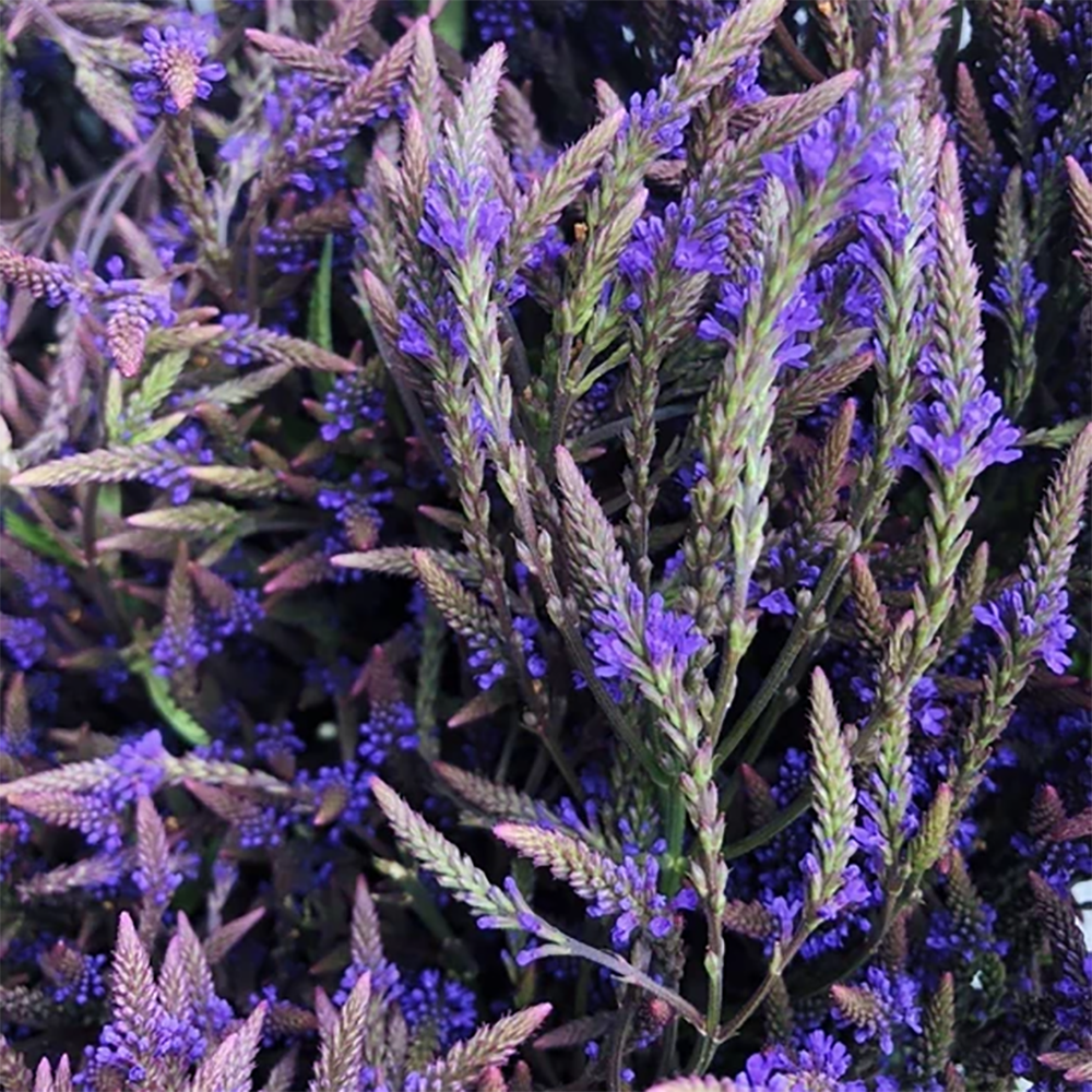 Blue Vervain - Spagryic Tincuture (2 oz)